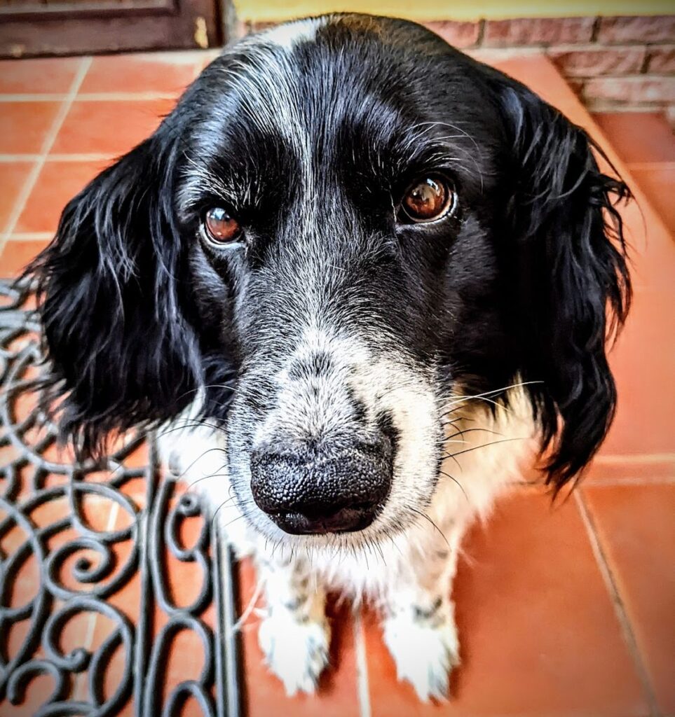 白い毛に黒いぶちのある犬、ナイダ