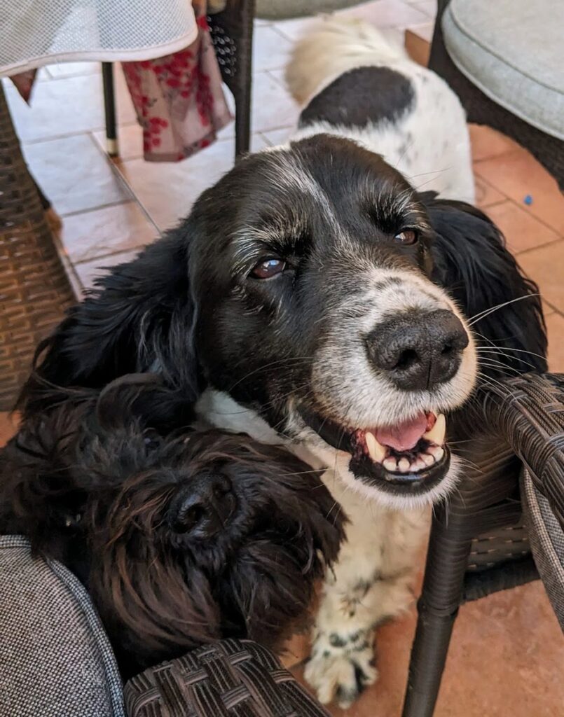 並んでいる2匹の犬、ナイダとゴーシャ